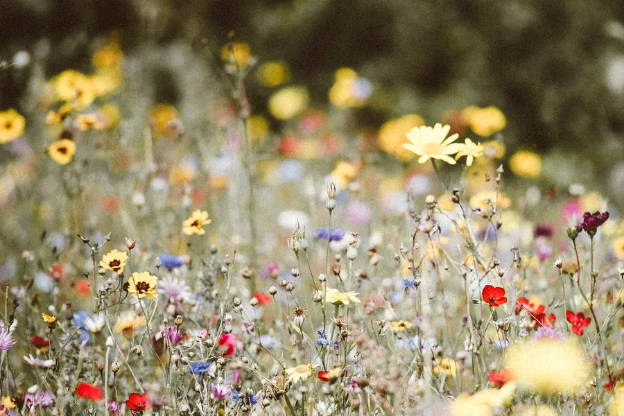 Prado de flores silvestres